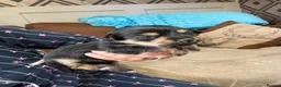 Mixed Breed dogs for sale: Jorkie pups for sale  - Advert 16
