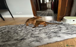Abyssinian cats for stud: Champion line Aby boy for stud in Romford - Image 25
