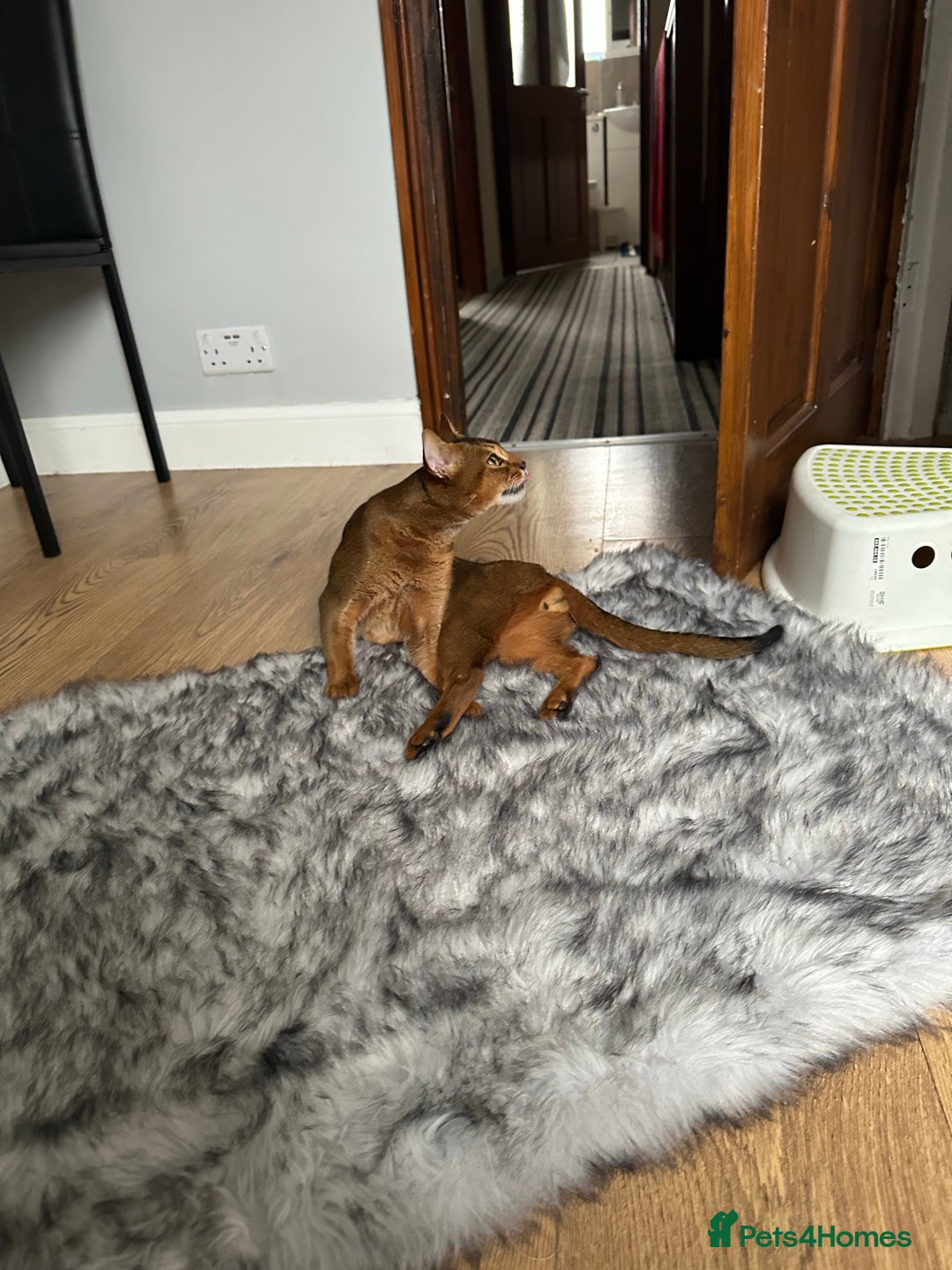 Abyssinian cats for stud: Champion line Aby boy for stud in Romford - Image 25