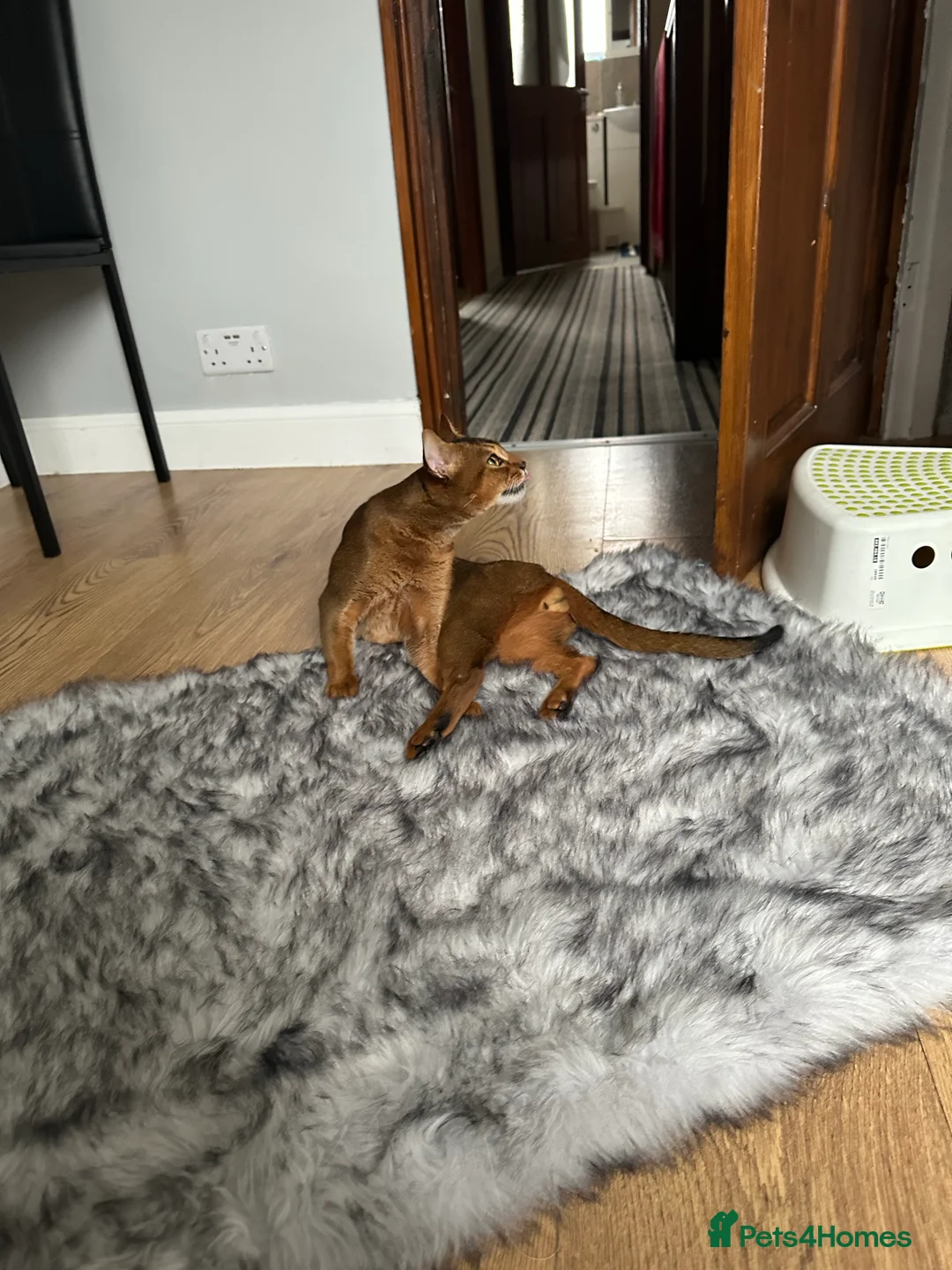 Abyssinian cats for stud: Champion line Aby boy for stud in Romford - Advert 25