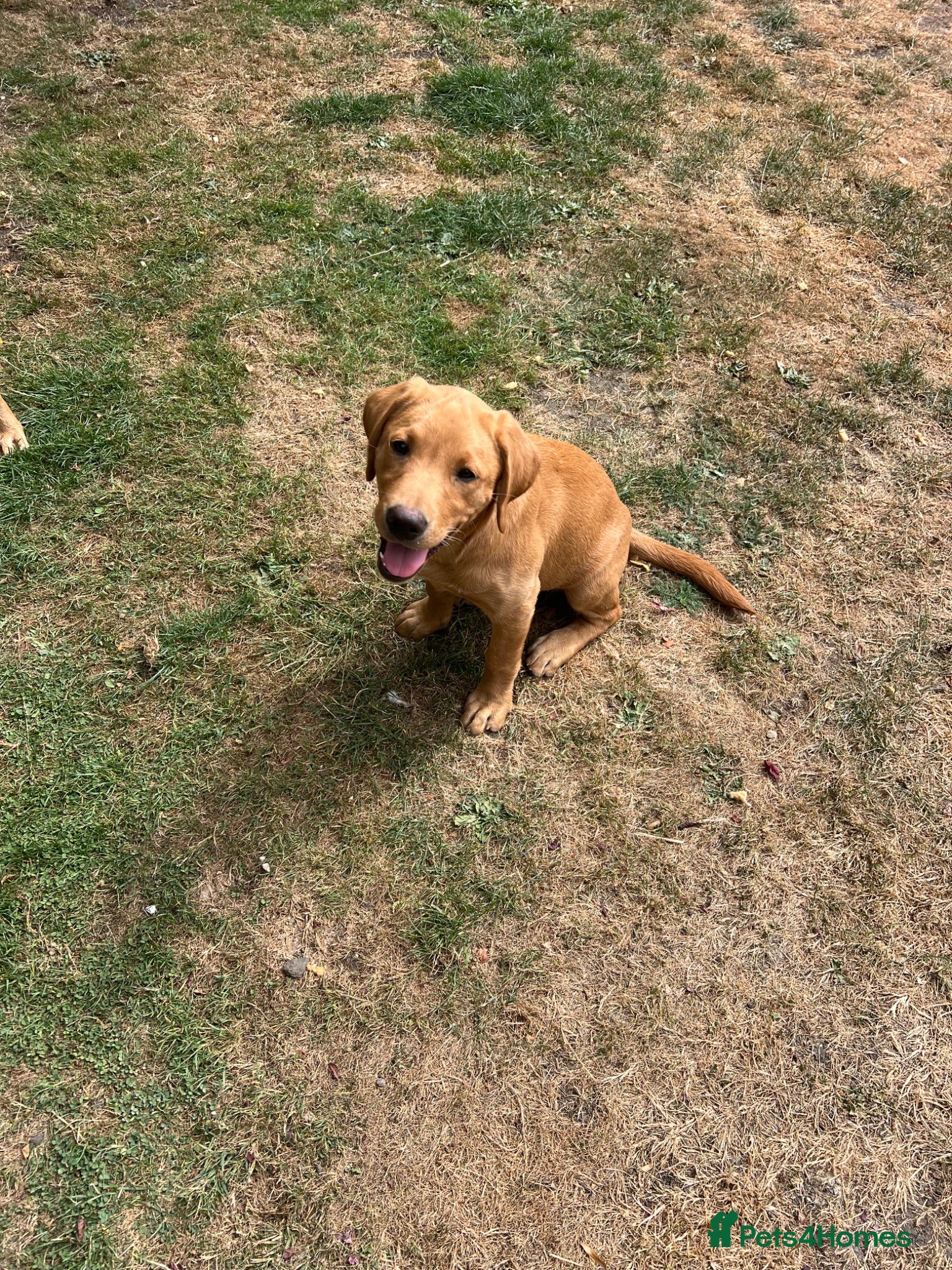 Labrador Retriever dogs Gorgeous Pedigree Labrador Puppy LAST ONE! - Advert 1