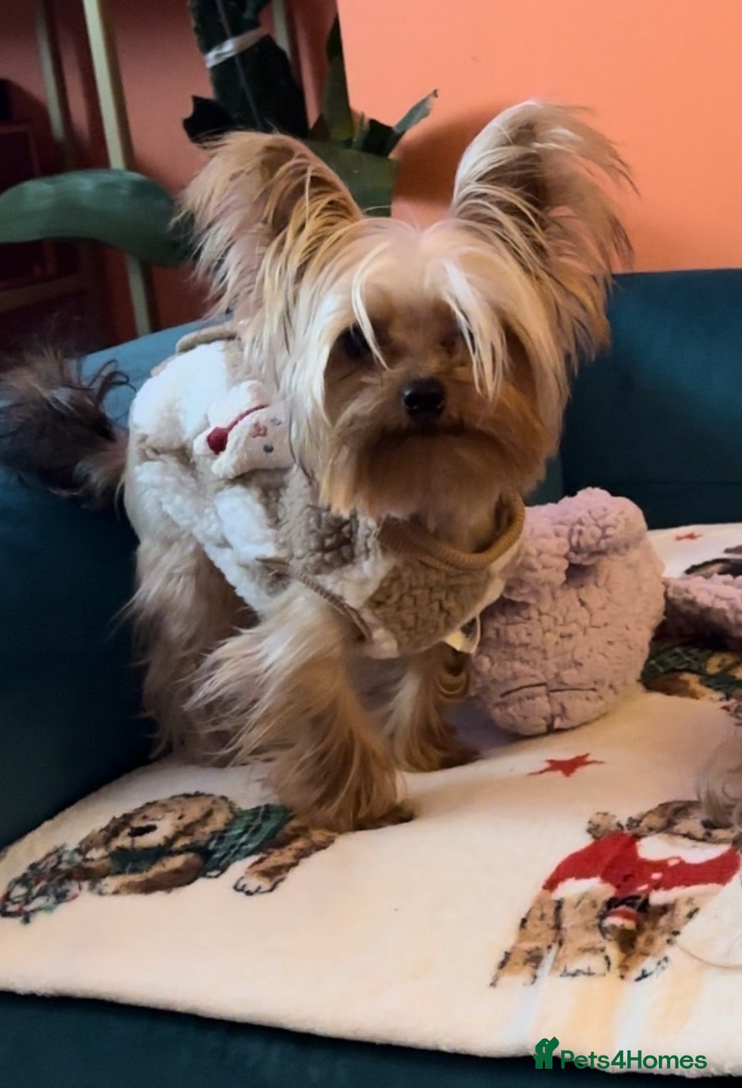 Yorkshire Terrier dogs for stud: Mini Gold dust Yorkshire terrier for stud in Dagenham - Image 5