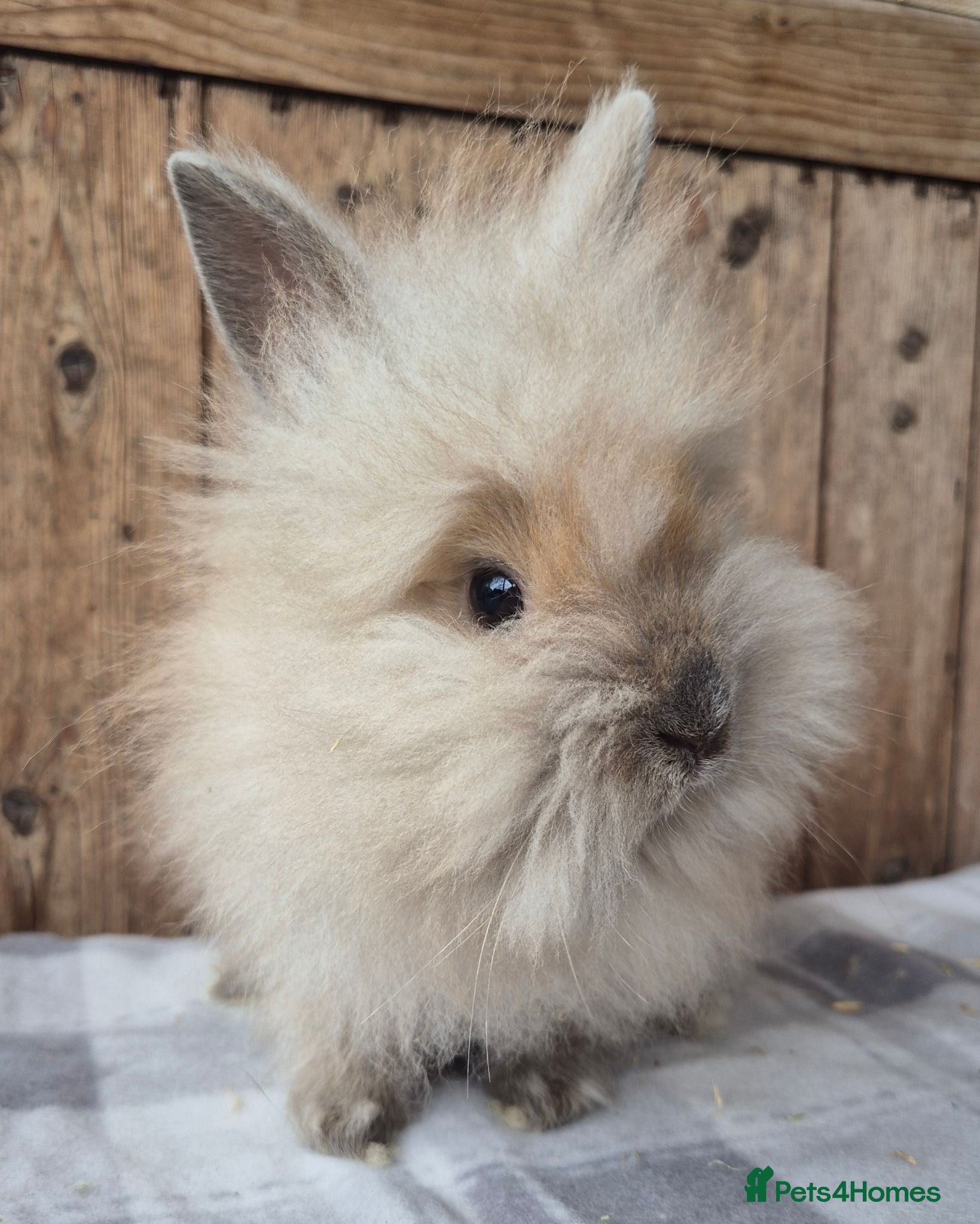 Lionhead rabbits Lion head babys 1 girl left - Advert 13