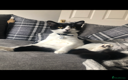 British Shorthair cats for sale: Short haired cat  - Image 3