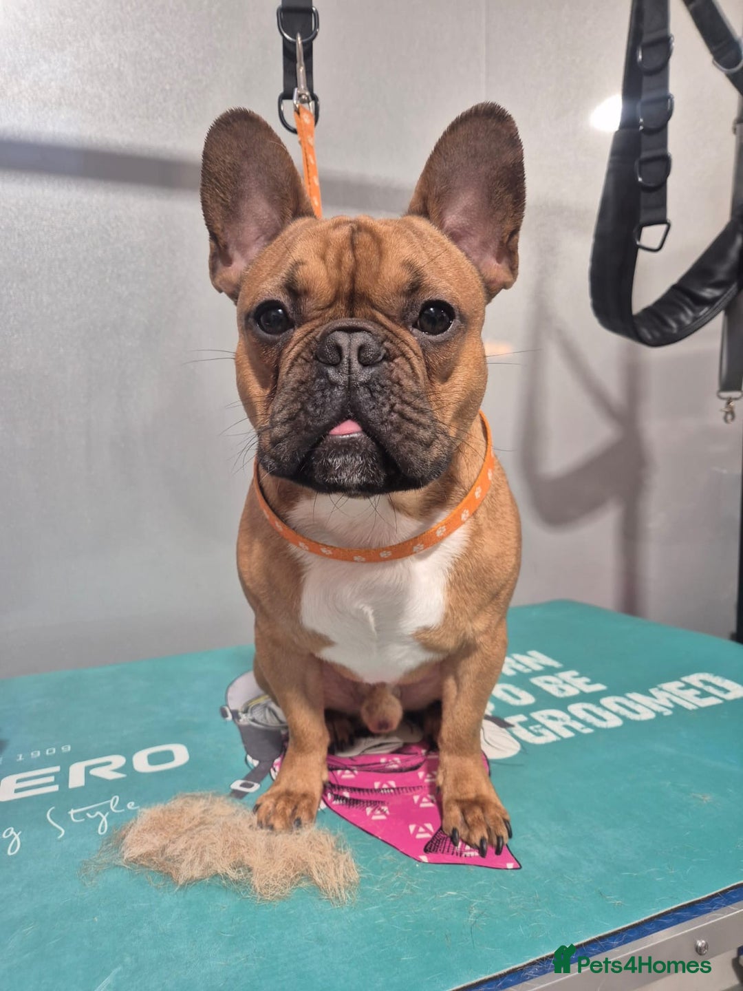 French Bulldog dogs for stud: KC REG FAWN STUD ⭐  - Advert 3