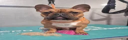 French Bulldog dogs for stud: KC REG FAWN STUD ⭐  - Advert 3