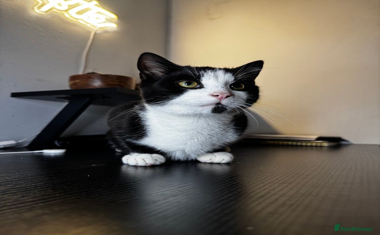 Mixed Breed cats - Advert 2