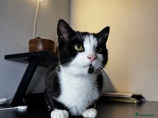 Mixed Breed cats - Advert 9