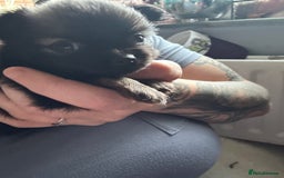 Pomchi dogs for sale: 2 beautiful tiny little Pomchi girls - Image 23