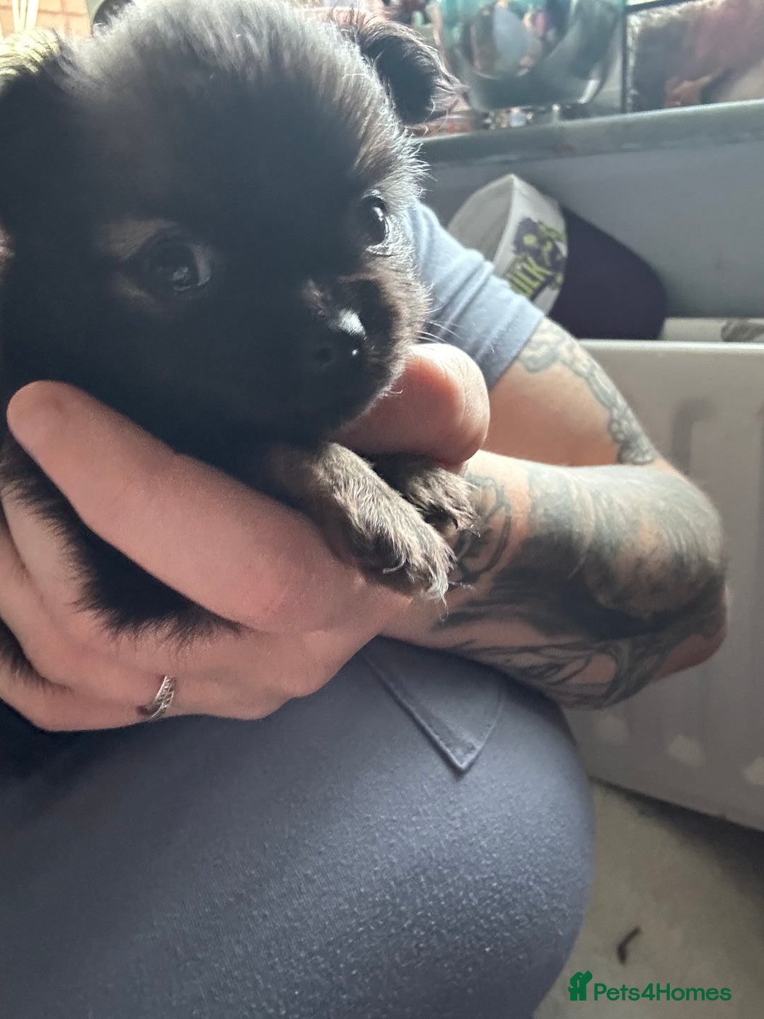 Pomchi dogs for sale: 2 beautiful tiny little Pomchi girls - Image 23