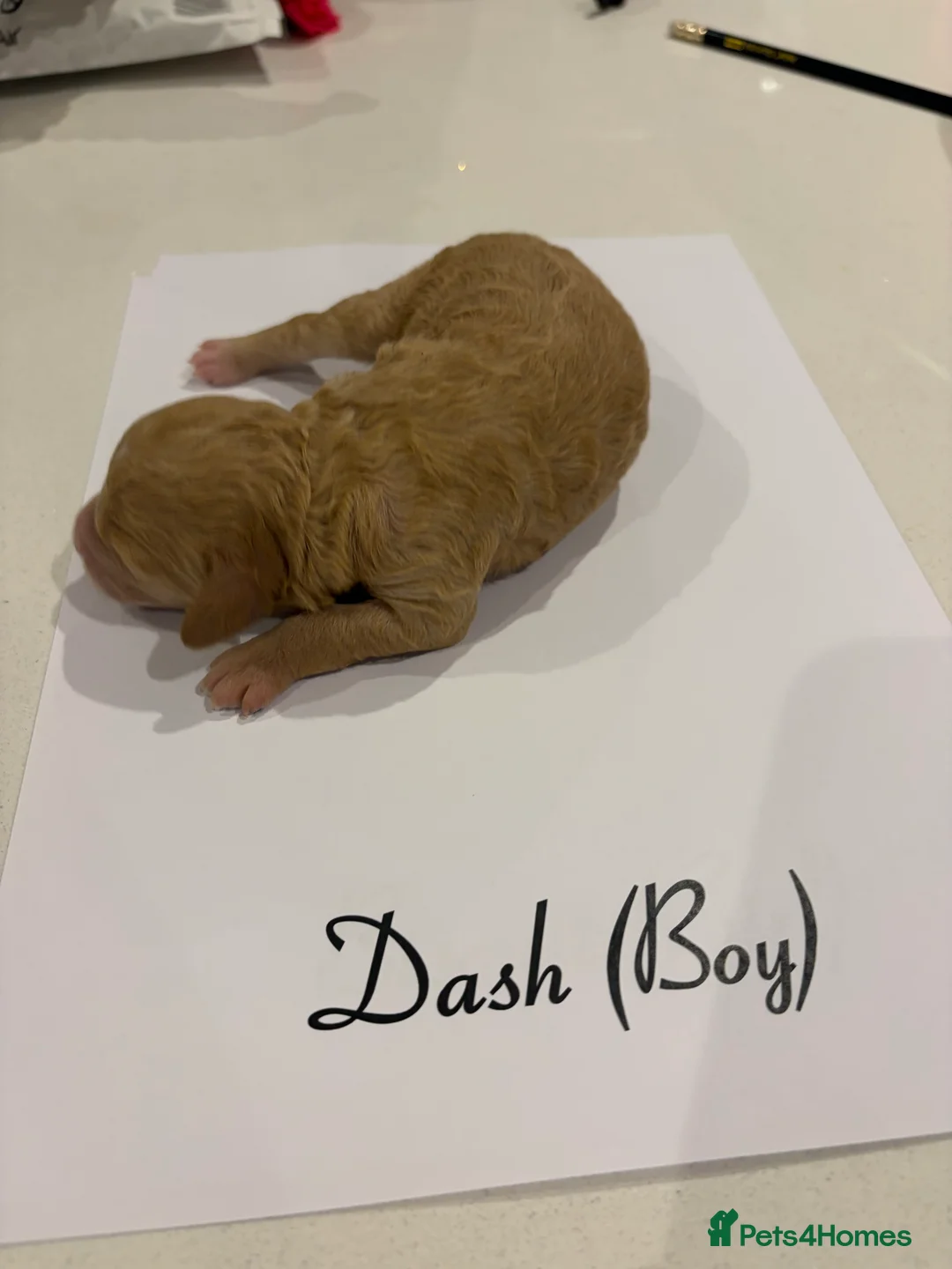 Poochon dogs for sale: 🐾Miniature Poochon puppies sold 8/2/26 - Advert 10