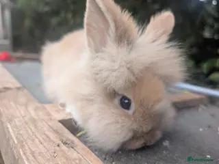 Lionhead rabbits 2 Male Fluffy Lion head bunnies for sale - Advert 9