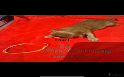 Cavalier King Charles Spaniel dogs for sale: Kc dna clear cavalier puppies available  - Image 8