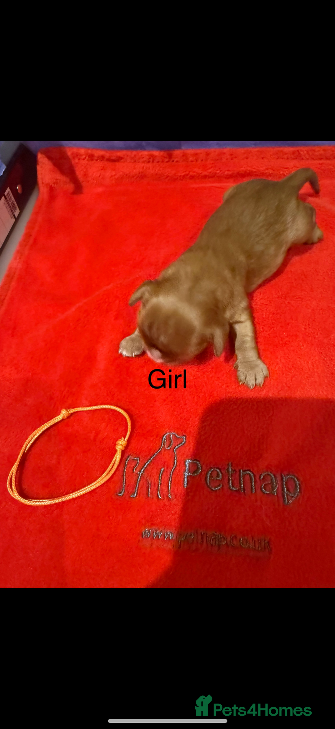 Cavalier King Charles Spaniel dogs for sale: Kc dna clear cavalier puppies available  - Image 8