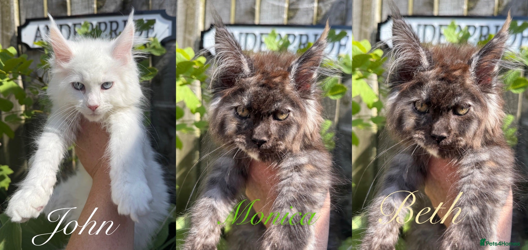 Maine Coon cats 3 STUNNING MAINE COON KITTENS READY THIS MONTH  - Advert 1