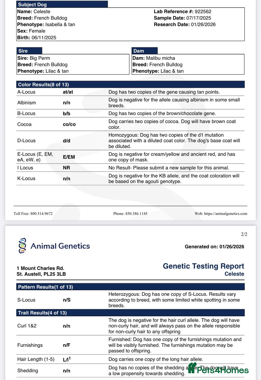 French Bulldog dogs for sale: Furnished french bulldog puppies  - Advert 4