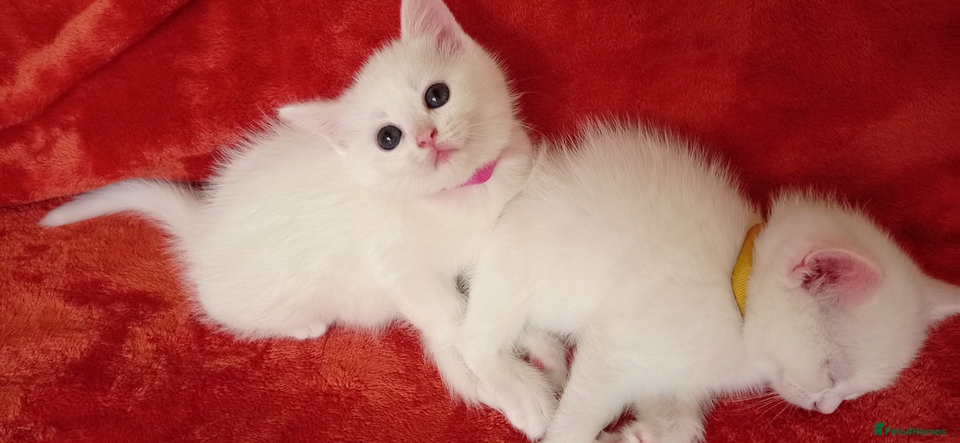 British Shorthair cats for sale: British shorthair Ragdoll mix - Advert 9