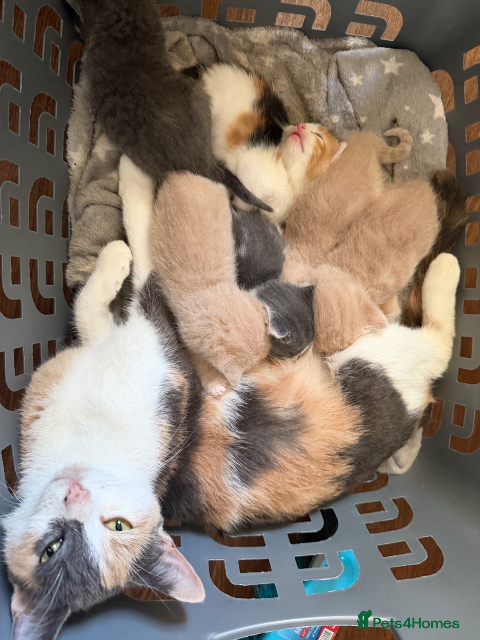 Mixed Breed cats Mixed calico kittens for sale  - Advert 1