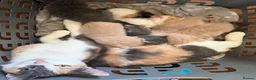 Mixed Breed cats for sale: Mixed calico kittens for sale  in Lancaster - Advert 1
