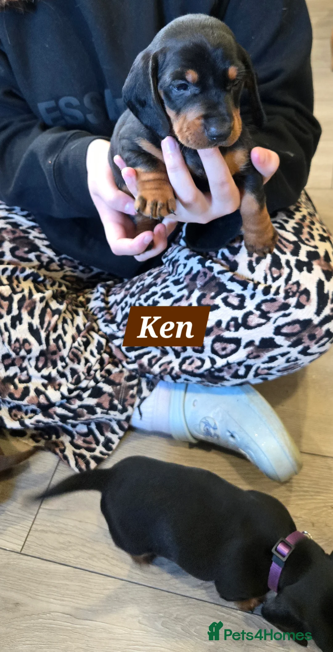 Dachshund dogs for sale: Beautiful Daxis - Advert 21