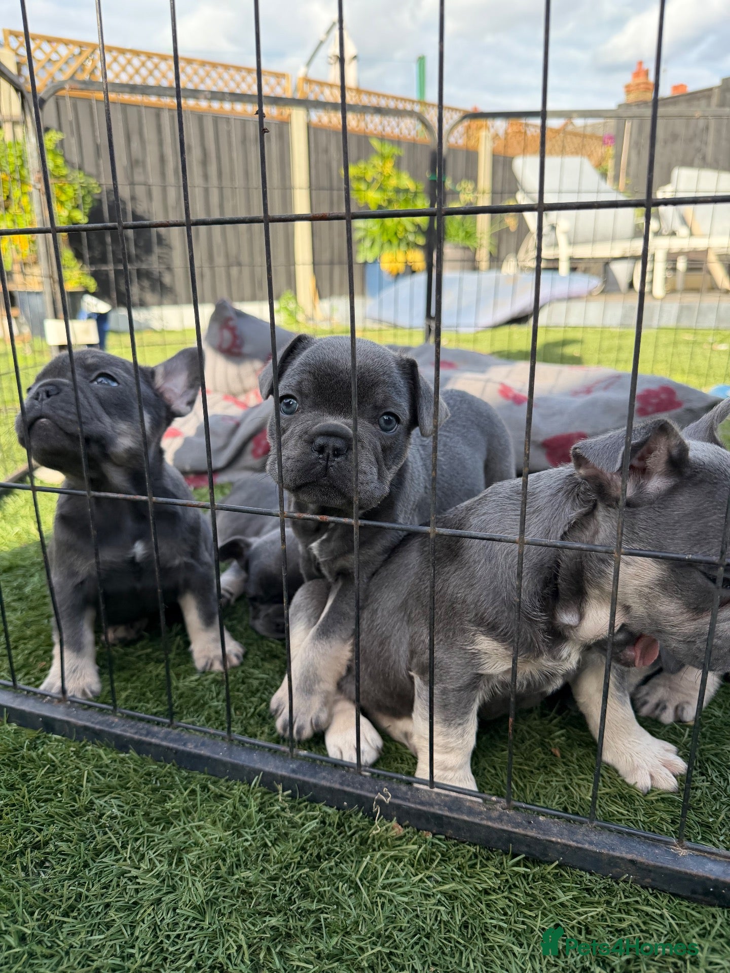 French Bulldog dogs Blue French bulldog puppies  - Advert 2