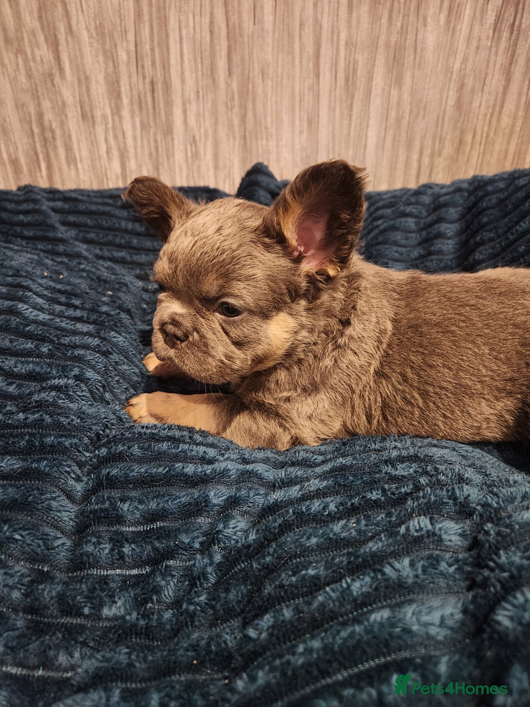 French Bulldog dogs for sale: Fluffy French bulldog puppies- strong bloodline. - Advert 8