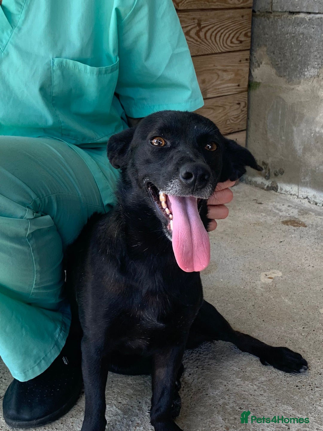 Mixed Breed dogs for adoption: Madison, 2 yrs approx. Available for adoption.. - Image 17
