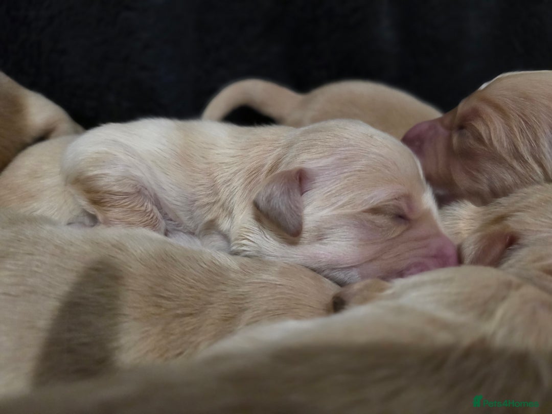 Golden Retriever dogs for sale: Beautiful and Loving Golden Retriever Puppies 🐶  - Advert 6