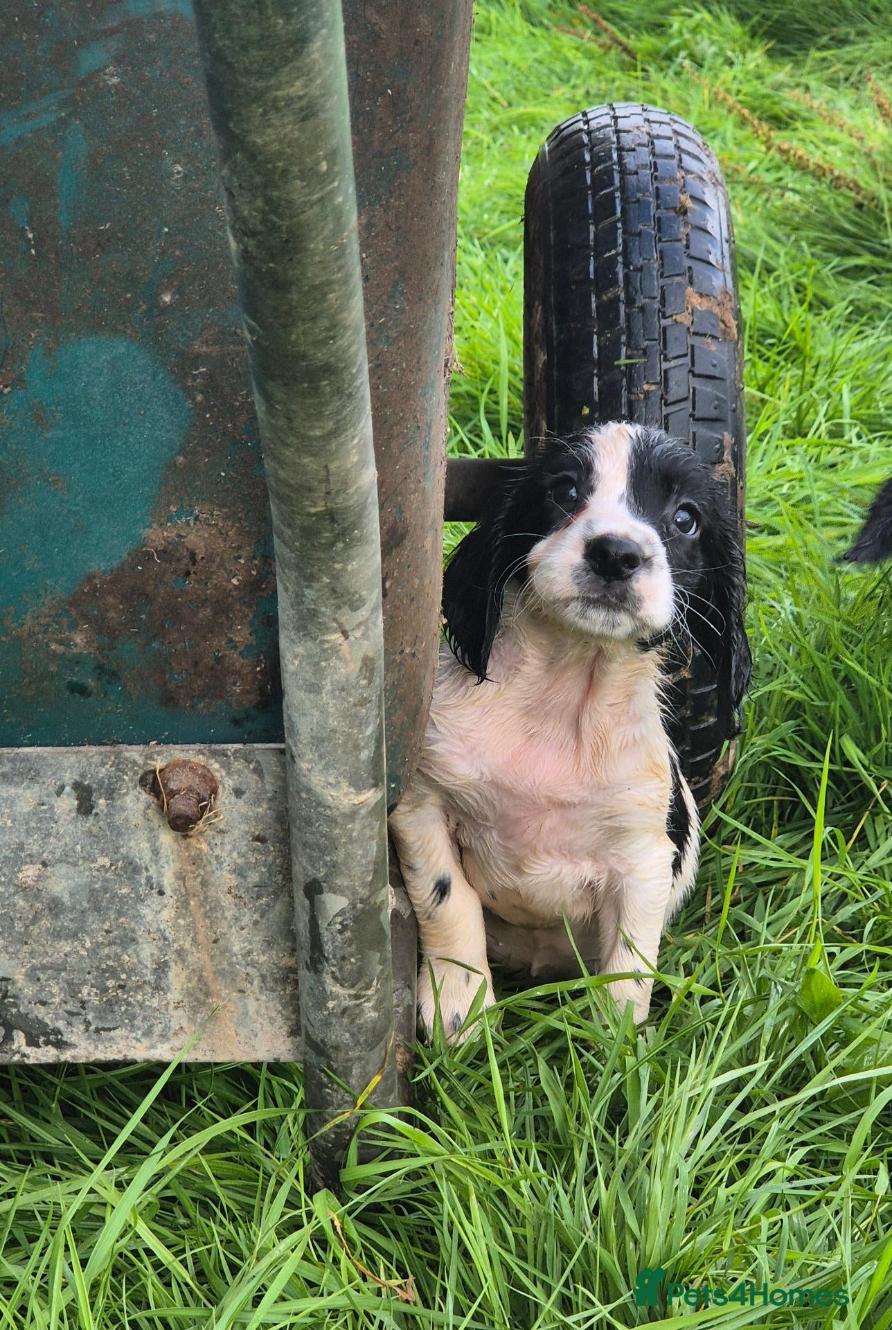 English Springer Spaniel dogs Springer Spaniel Pups READY NOW  - Advert 14