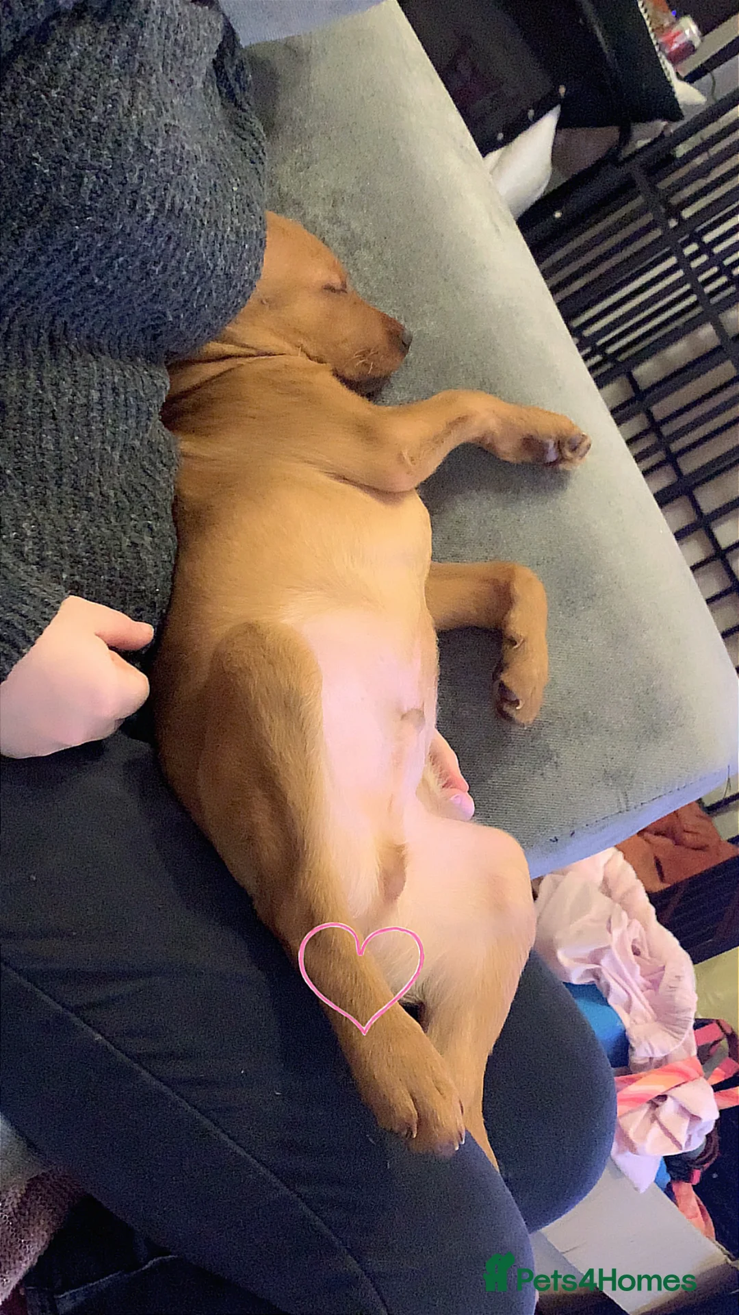 Labrador Retriever dogs for sale: beautiful male fox red Labrador retriver puppy  - Advert 10