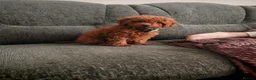 Toy Poodle dogs for sale: 7 month old red toy poodle in Skegness - Advert 12