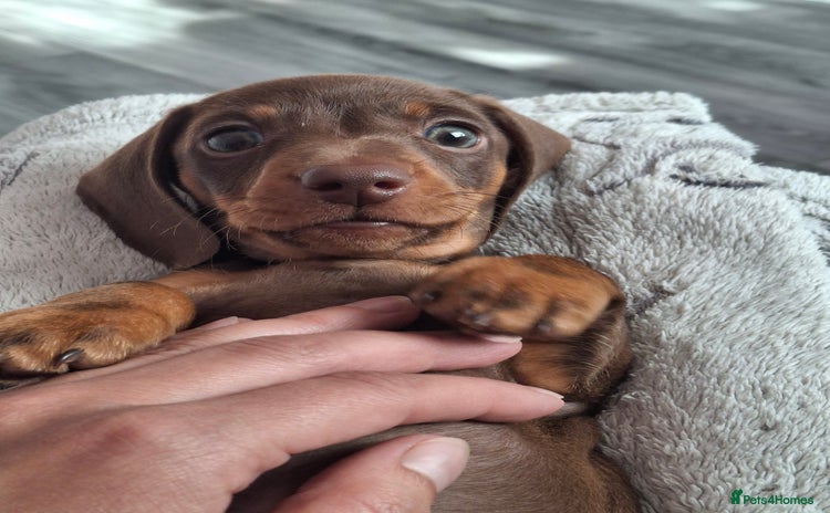 Miniature Dachshund dogs - Advert 7