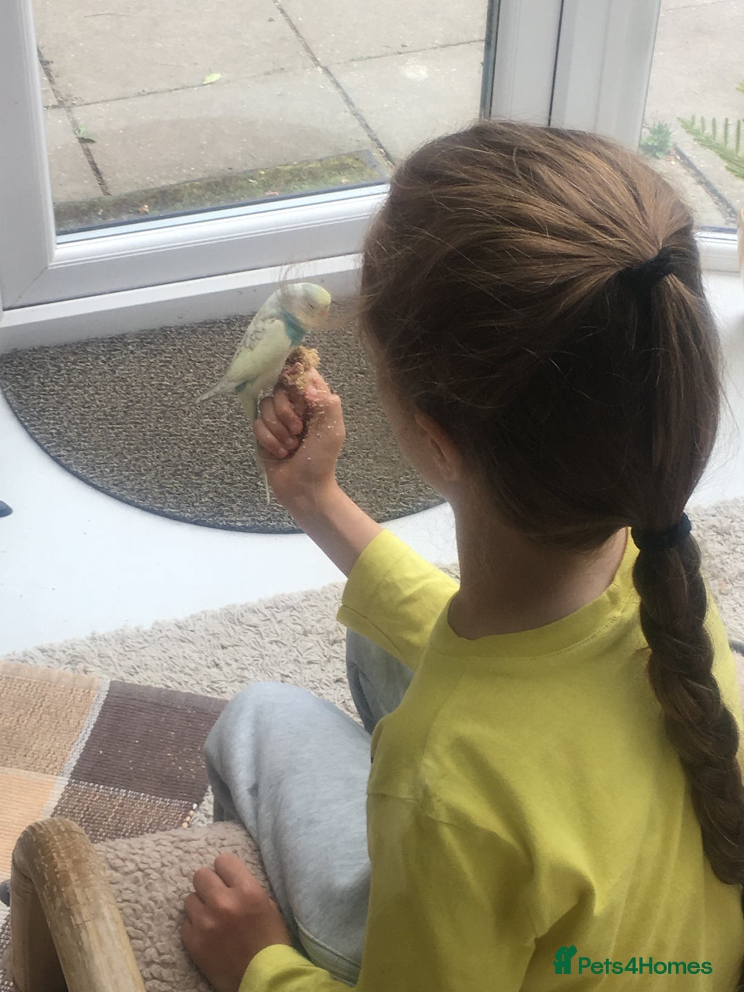 Budgerigars birds for sale: Male and female budgies - Advert 3