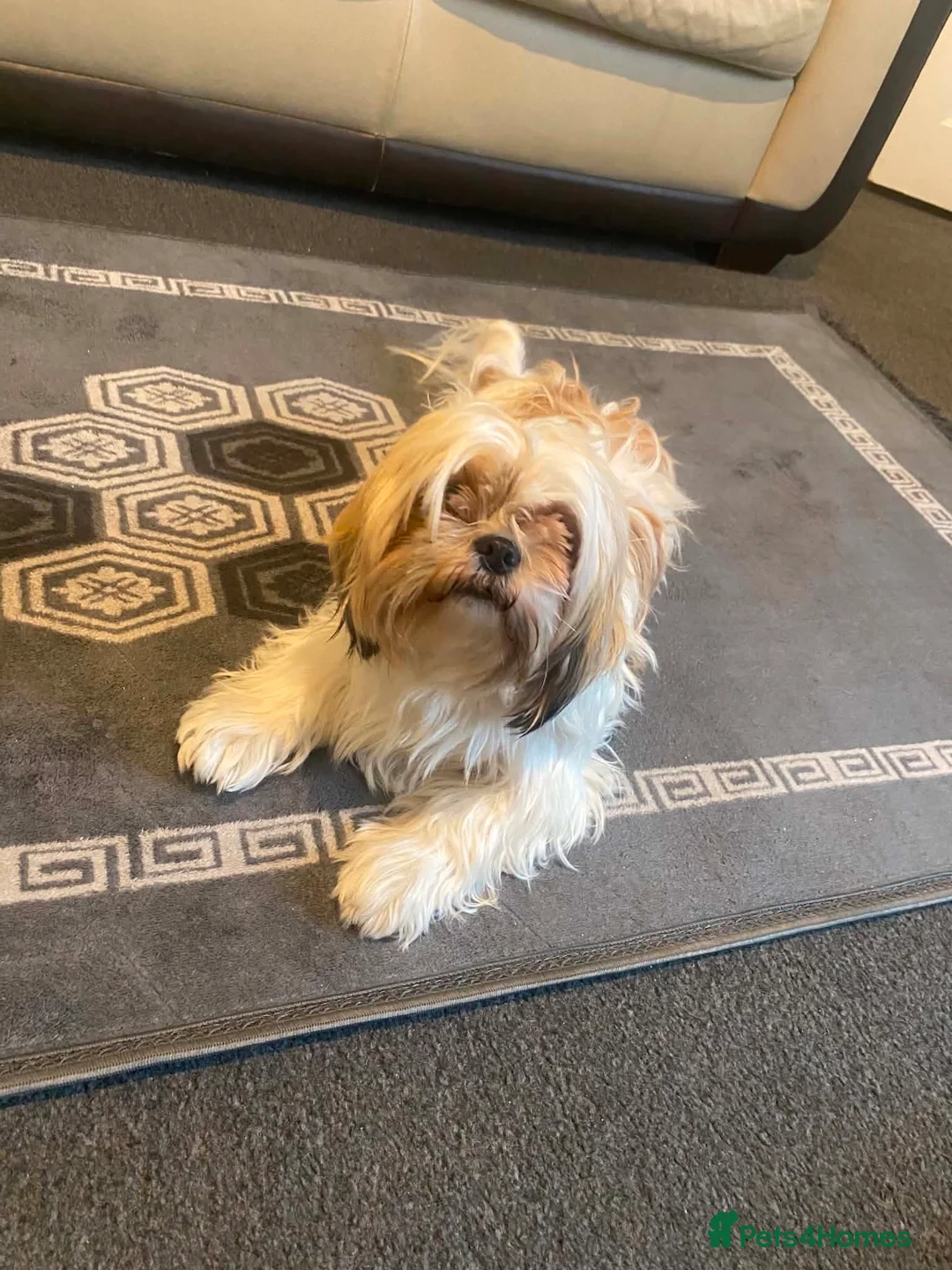 Shih Tzu dogs for sale: Shih Tzu in Nelson - Advert 12