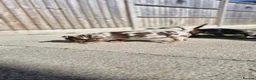 Jack Russell dogs for sale: Merle jack russels - Advert 24