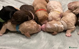 Toy Poodle dogs for stud: Stunning Sable Phantom Parti Toy Stud, DNA Tested in Market Drayton - Image 4