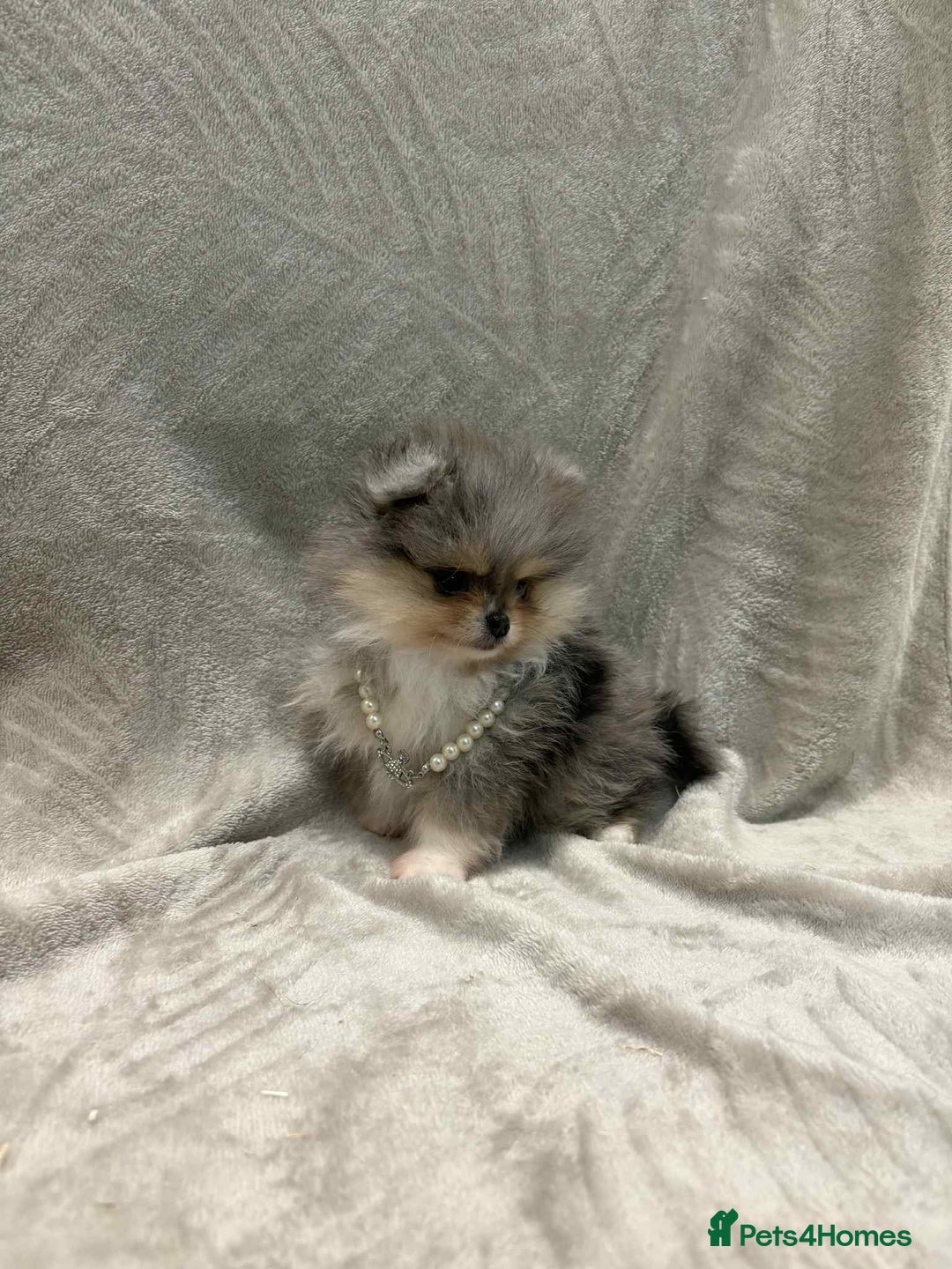 Pomeranian dogs for sale: RUSSIAN SHOW MERLE POMERANIAN PUPPYS  - Advert 3