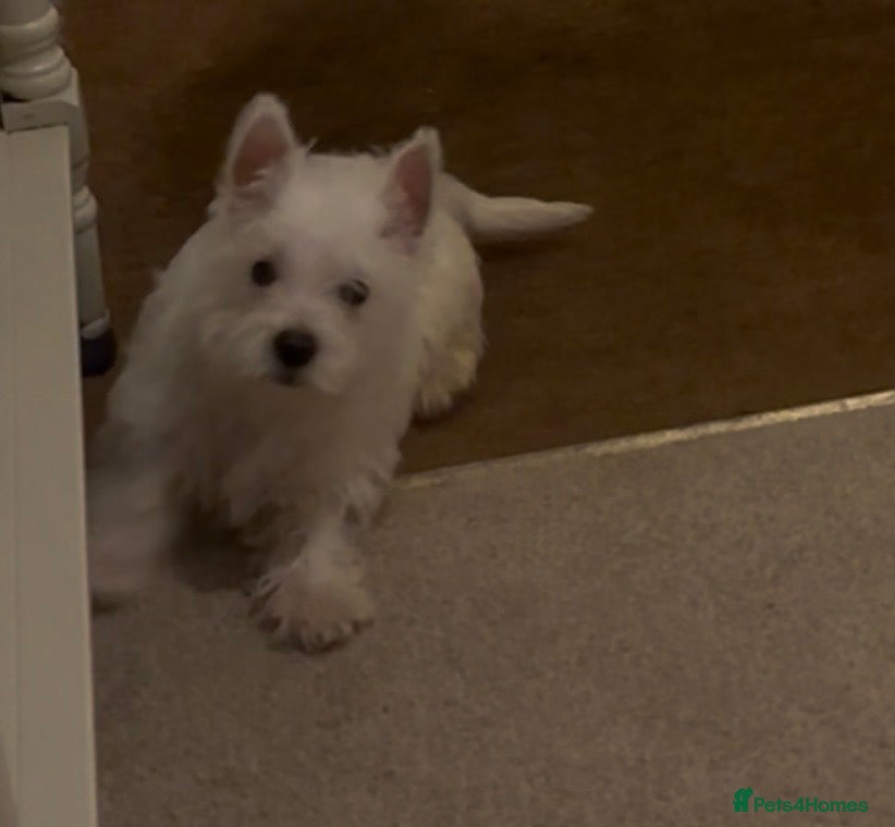 West Highland Terrier dogs 🐾Stunning Family Bred West Highland Terrier Pups - Advert 2