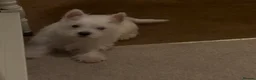 West Highland Terrier dogs for sale: 🐾Stunning Family Bred West Highland Terrier Pups - Advert 3