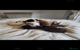 Cocker Spaniel dogs for sale: Stunning litter of cocker spaniels  - Image 1
