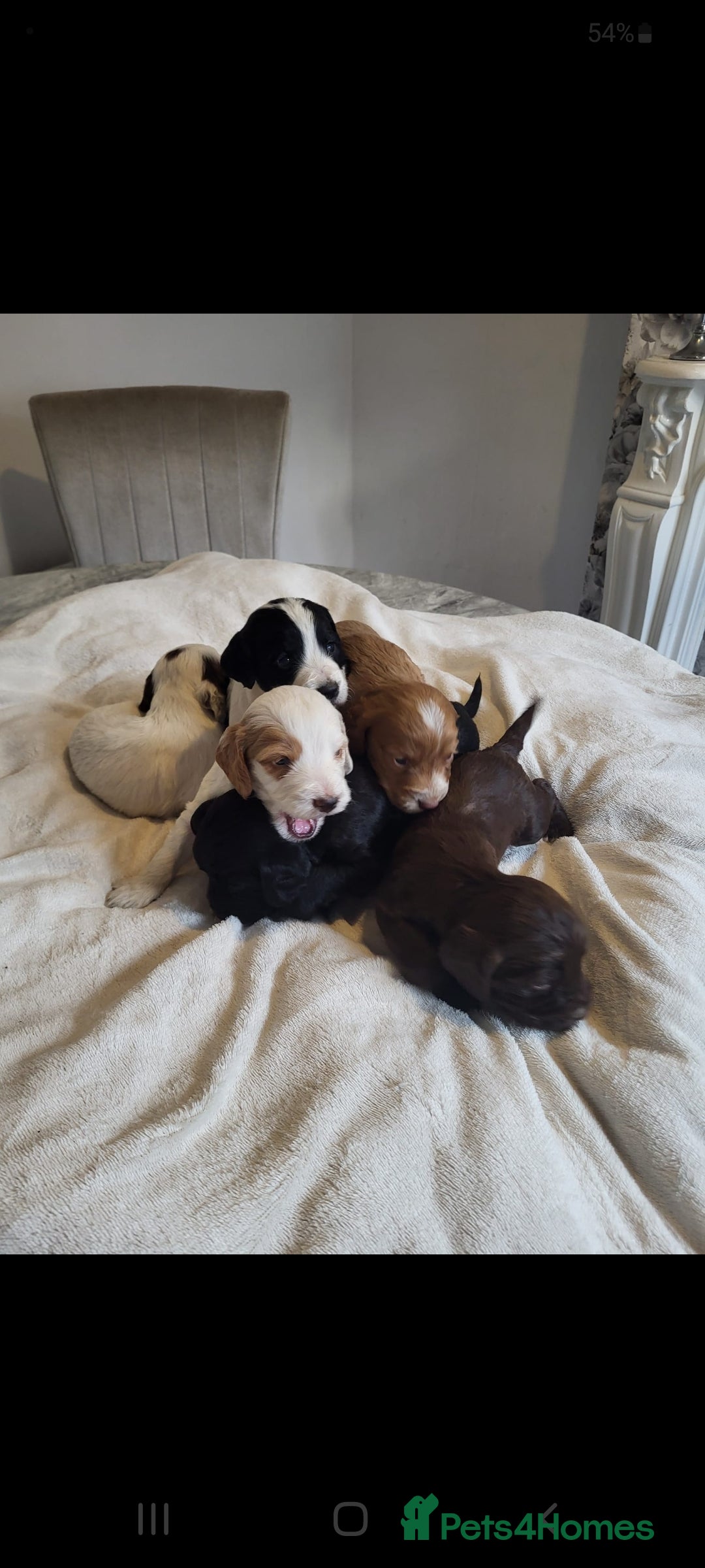 Cocker Spaniel dogs for sale: Stunning litter of cocker spaniels  - Image 1