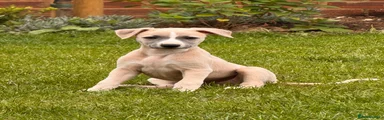 Whippet 4