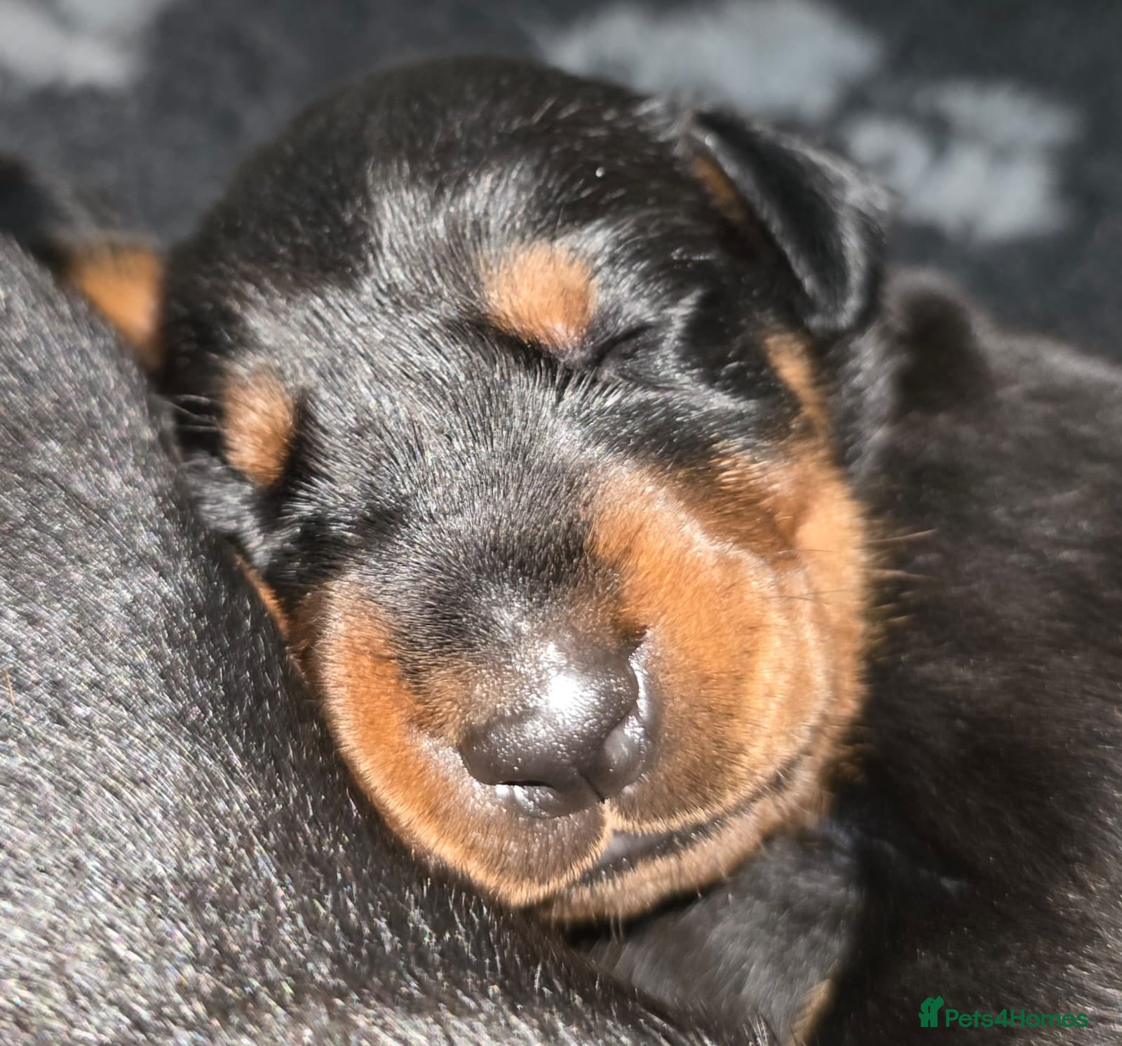 Dobermann dogs HEALTH TESTED, HOME REARED, STUNNING DOBERMAN PUPS - Advert 4