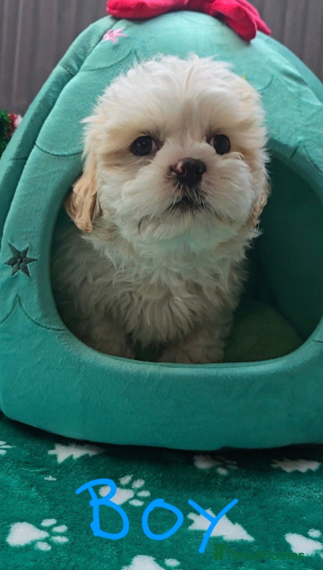 Shih Tzu dogs for sale: Little White Hearts Seeking Their Forever Homes - Advert 6