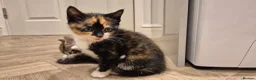 Mixed Breed cats for sale: 6 lovely kittens - Advert 17