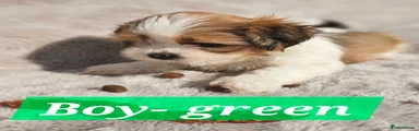 Boy- Green- Toffee