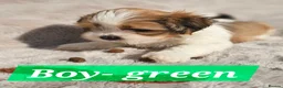 Lhasa Apso dogs for sale: Beautiful Lhasa Apso Puppies - 2 Girls and 3 Boys - Advert 4