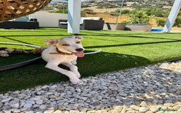 Mixed Breed dogs for adoption: Lulu The Sweet Soul Looking for Her Forever Home - Image 9