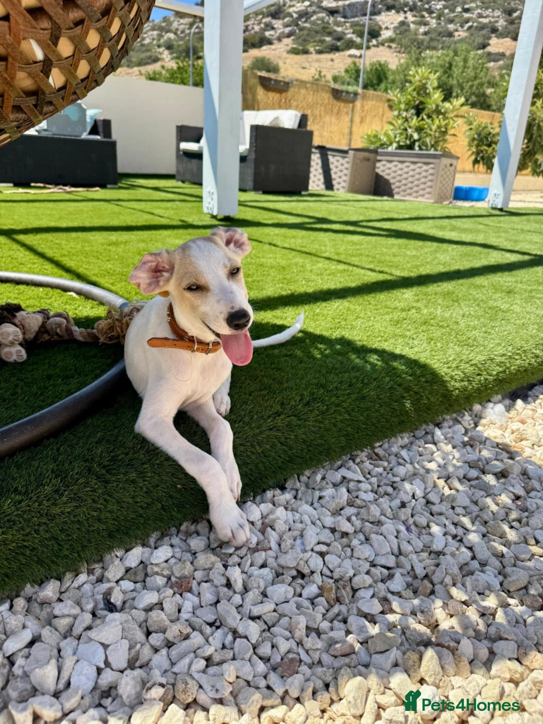 Mixed Breed dogs for adoption: Lulu The Sweet Soul Looking for Her Forever Home - Image 9