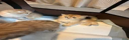 British Shorthair cats for sale: British Shorthair+ Scottish Fold - Advert 5